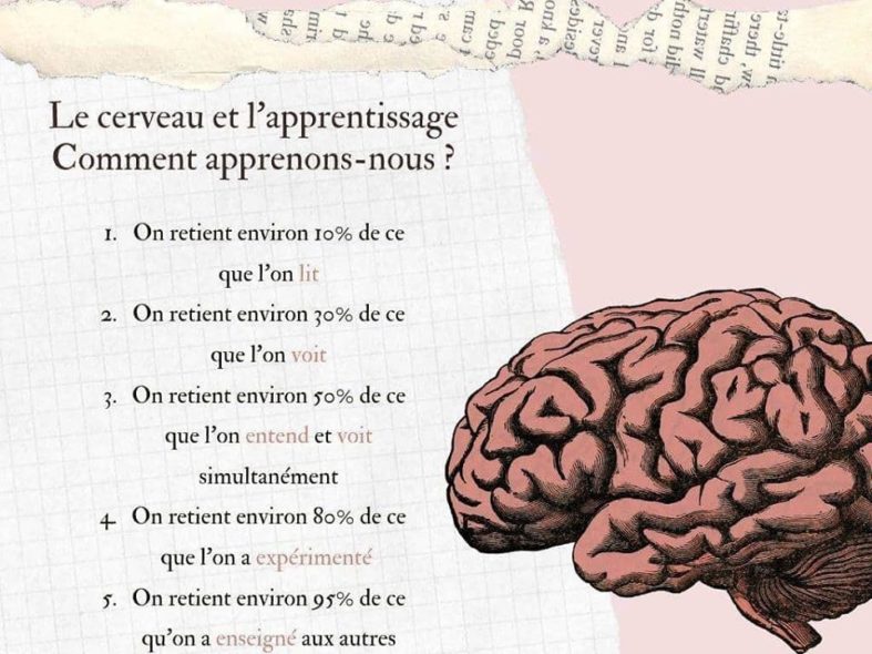 cerveau apprentissages